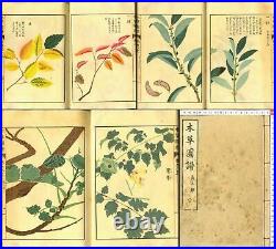1920 Honzo Zufu Kyobokurui Plants Picture Japanese Original Woodblock Print Book